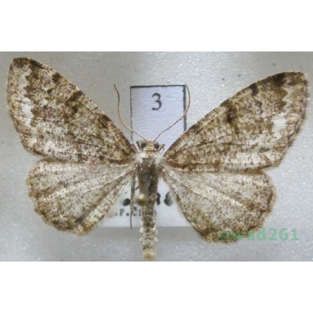Parectropis similaria (Hufnagel, 1767) Czech3
